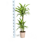 Dracaena Deremensis White Stripe met mand Ø21cm - ↕90 - 110cm