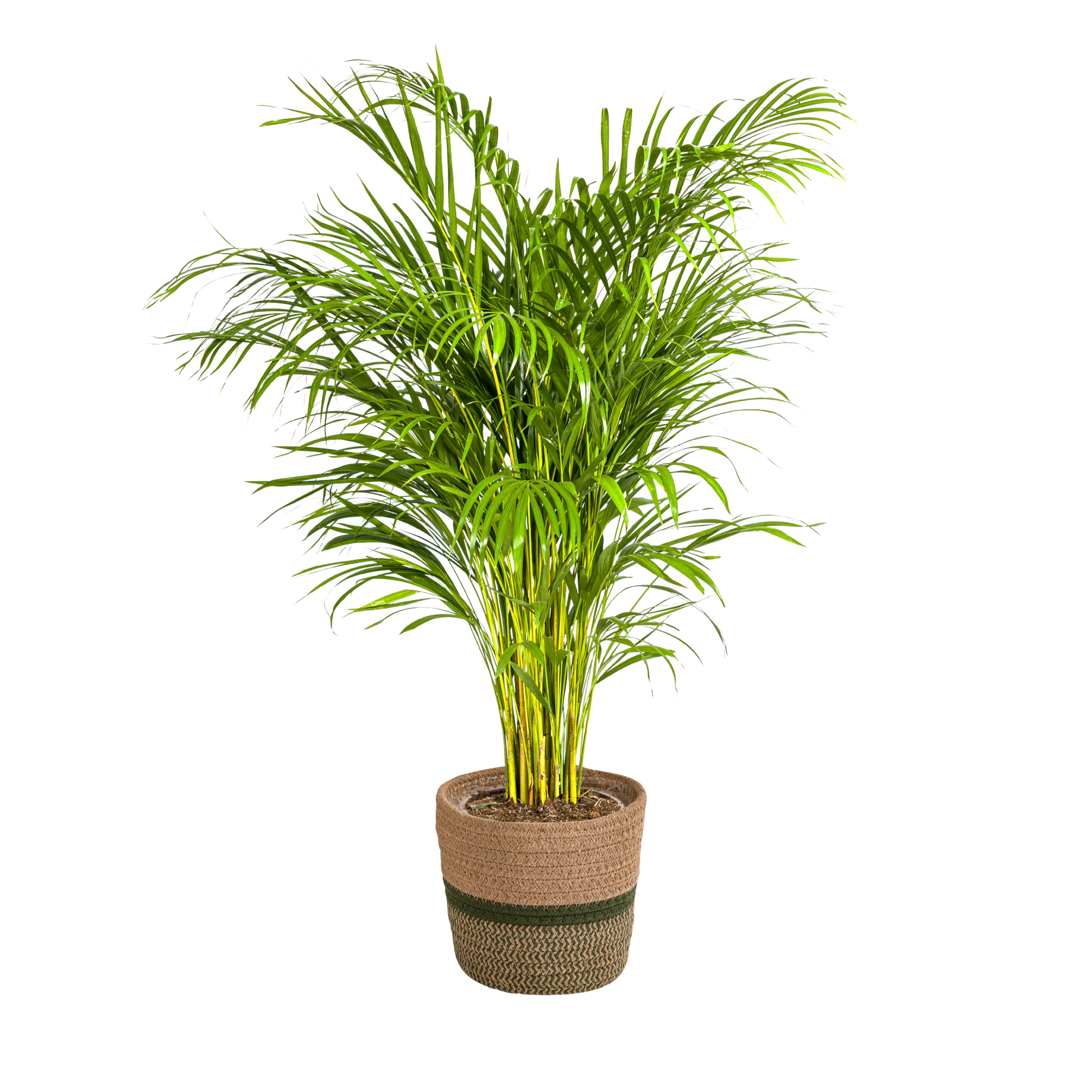 Dypsis Areca Lutescens met mand Ø24cm - ↕120 - 140cm