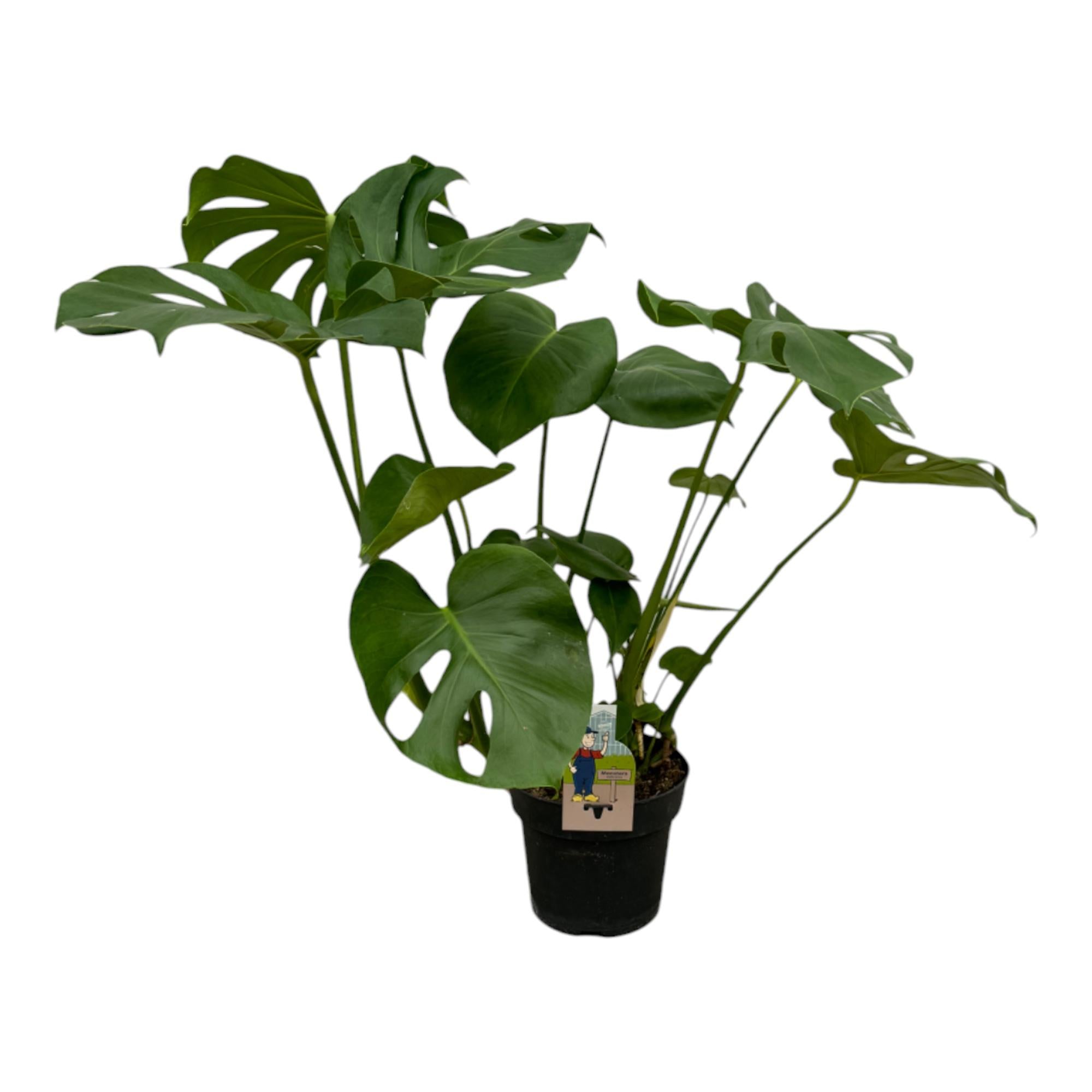 Monstera Deliciosa - 70 cm - 17cm