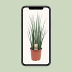 Sansevieria Mikado - Ø19cm - ↕70cm