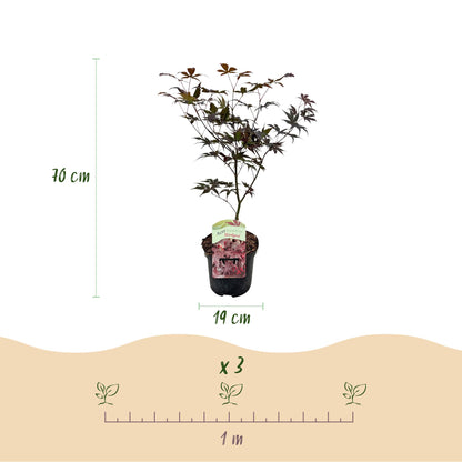 Green boutiQ – Terrassenpflanze – Japanischer Ahorn – Acer palmatum Bloodgood – Rot – 2 Pflanzen – Laubabwerfend – Topf 19 cm, Höhe 70 cm