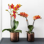 Kolibri Orchids | oranje geurende Phalaenopsis orchidee - Fragrance - potmaat Ø9cm | bloeiende kamerplant - vers van de kweker