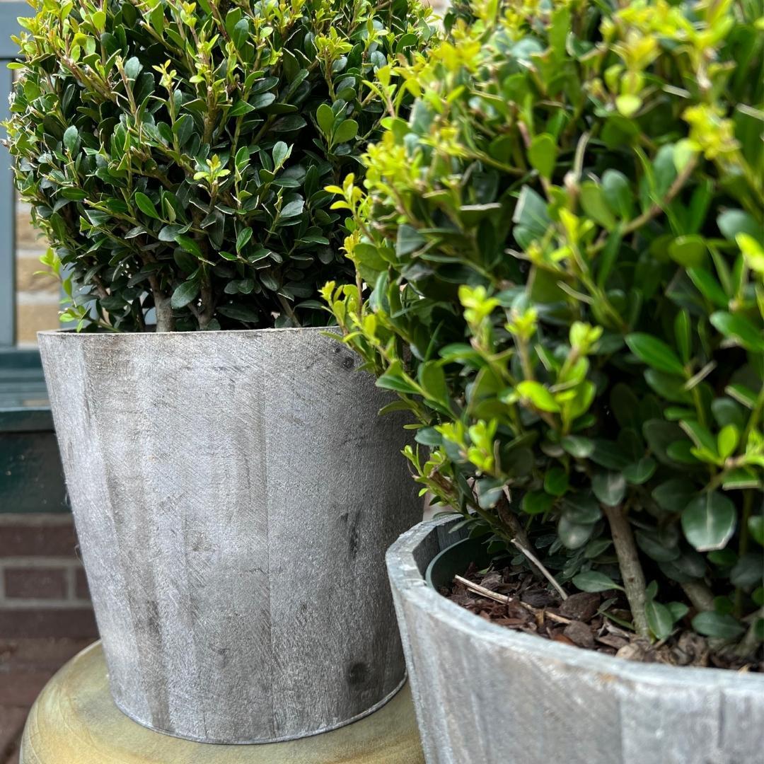 2x Ilex crenata 'Jenny' bol in houten pot | set van 2 stuks | 20 cm Ø diameter