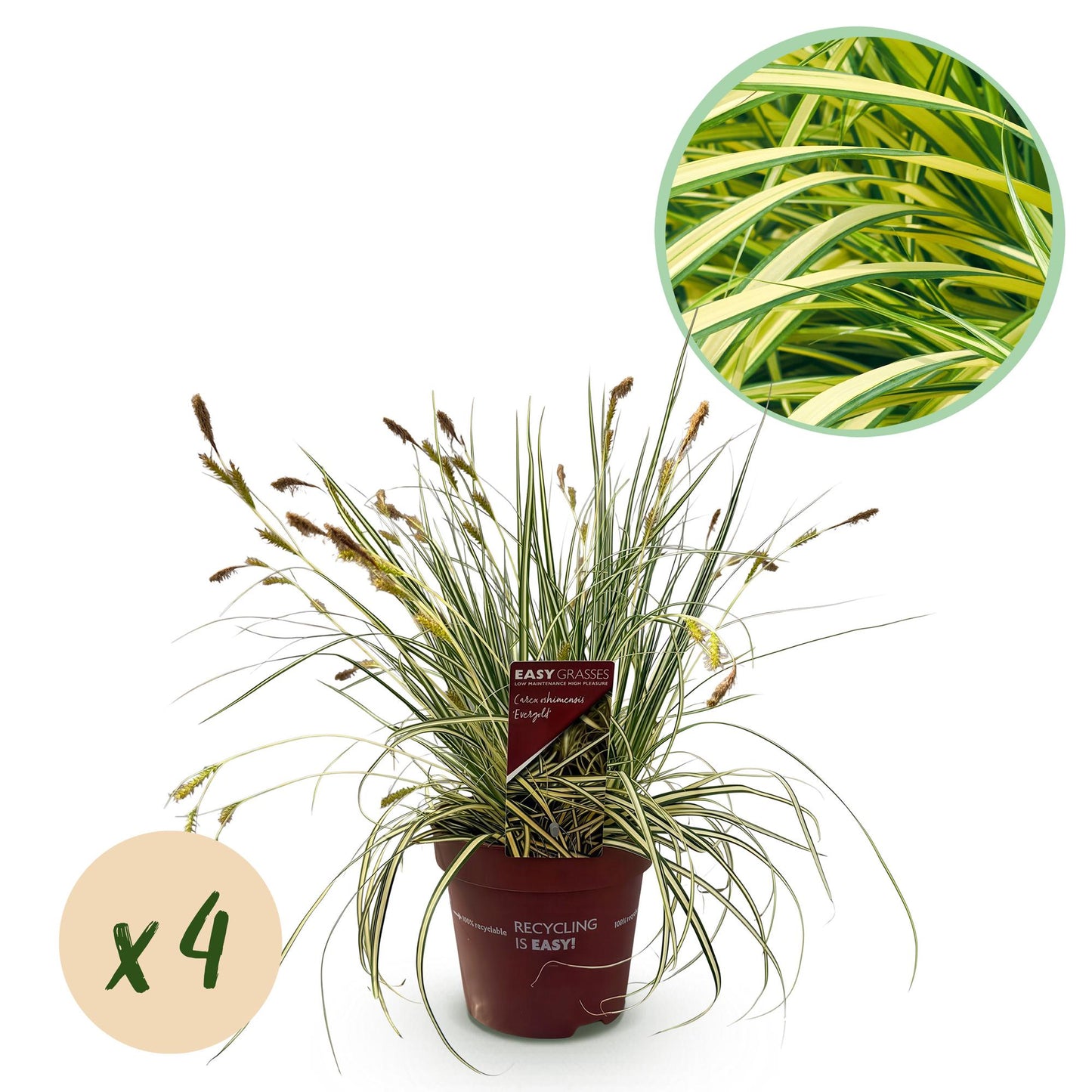 Green boutiQ – Ziergräser – Carex oshimensis Evergold – Gelb &amp; Grün – 4 Pflanzen – Immergrün – Geringer Pflegeaufwand – Topf 17 cm, Höhe 50 cm
