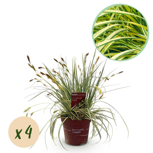 Green boutiQ – Ziergräser – Carex oshimensis Evergold – Gelb &amp; Grün – 4 Pflanzen – Immergrün – Geringer Pflegeaufwand – Topf 17 cm, Höhe 50 cm