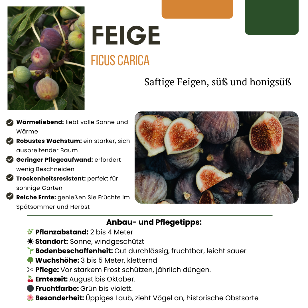 6 x Bio-Feigenbäume - Ø 13 cm - ↨ 20 cm