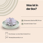 ROOTLESS Succulent Echeveria Lilacina in schaal 'groen' Ø20 cm - ↕5 cm