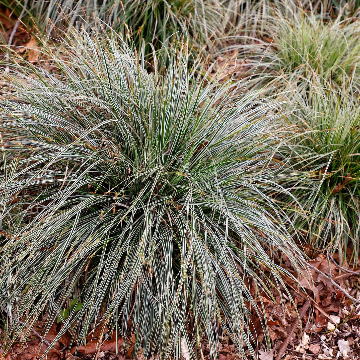 Green boutiQ – Ziergräser – Carex oshimensis Everest – Weiß und Grün – 4 Pflanzen – Immergrün – Pflegeleicht – Topf 17 cm, Höhe 50 cm