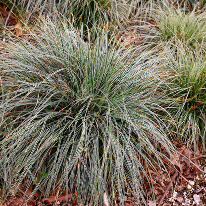 Green boutiQ – Ziergräser – Carex oshimensis Everest – Weiß und Grün – 4 Pflanzen – Immergrün – Pflegeleicht – Topf 17 cm, Höhe 50 cm