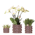 Orchidées Kolibri | Ensemble de plantes marron coton | Plantes vertes avec orchidée Phalaenopsis blanche Ghent en pots en céramique