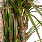 Dracaena Marginata Bicolor met mand Ø21cm - ↕110 - 130cm