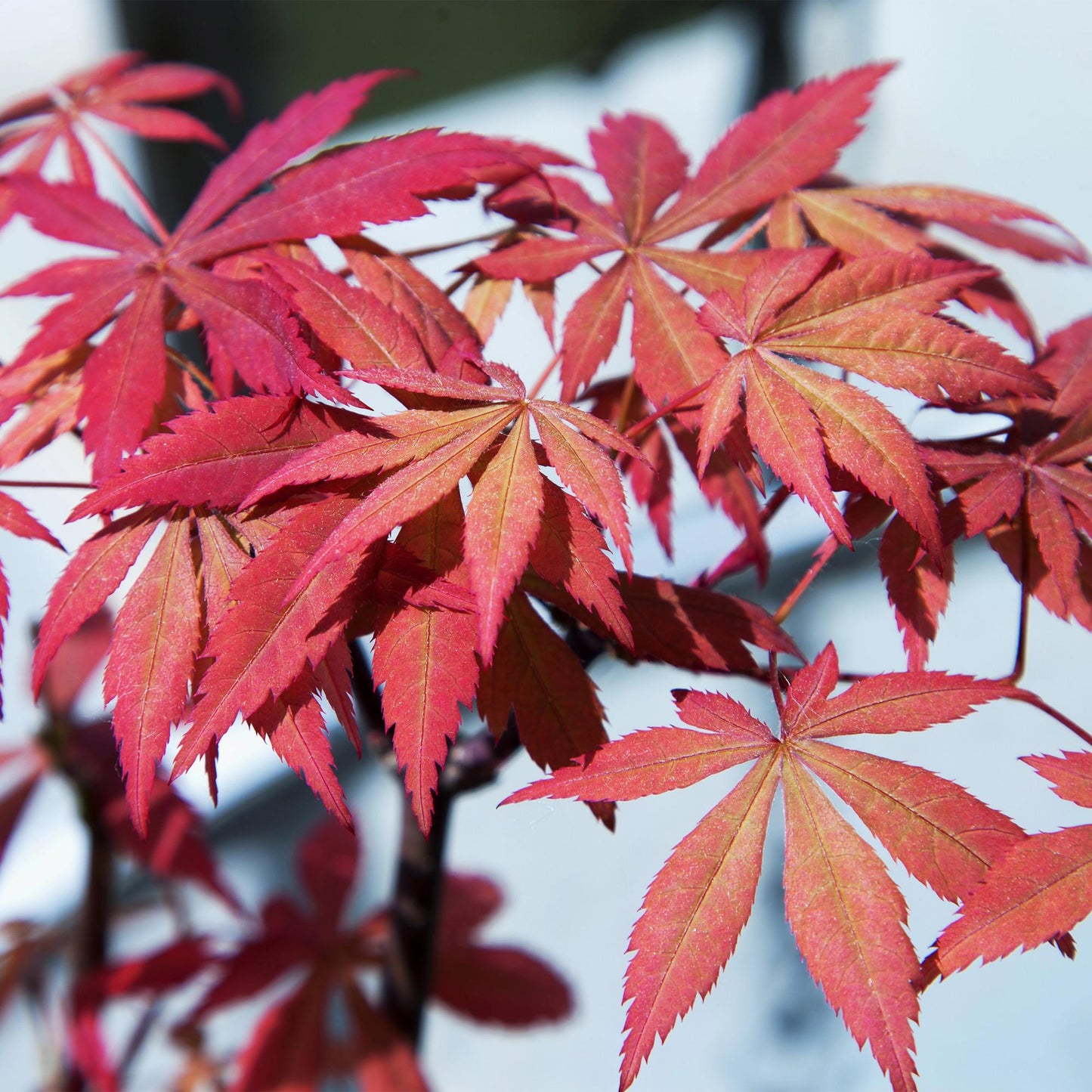 Green boutiQ – Terrassenpflanze – Japanischer Ahorn – Acer palmatum Sumi-nagashi – Rot – 2 Pflanzen – Laubabwerfend – Topf 19 cm, Höhe 70 cm