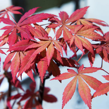 Green boutiQ – Terrassenpflanze – Japanischer Ahorn – Acer palmatum Sumi-nagashi – Rot – 2 Pflanzen – Laubabwerfend – Topf 19 cm, Höhe 70 cm