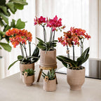 Kolibri Orchids | COMBI DEAL van 4 oranje Phalaenopsis orchideeën - Bolzano - potmaat Ø9cm | bloeiende kamerplant - vers van de kweker