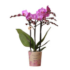 Kolibri Orchids | paars/roze Phalaenopsis orchidee potmaat Ø9cm |  Vienna | bloeiende kamerplant - vers van de kweker