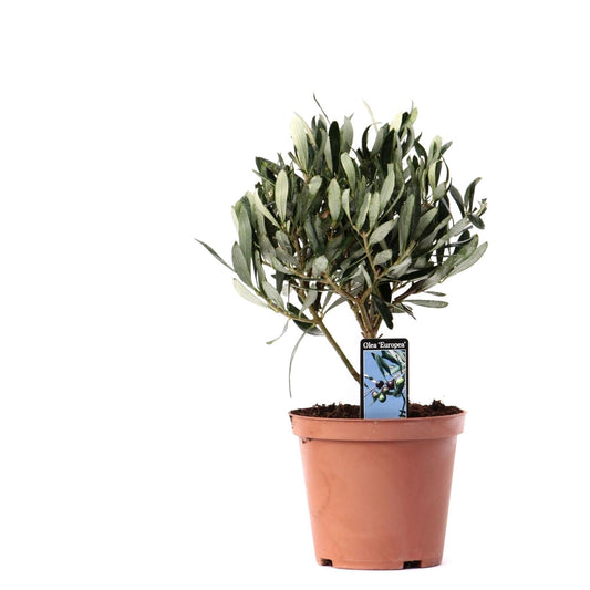 Olea Olive auf Stamm - Ø13cm - ↕21cm