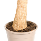 Beaucarnea Recurvata Stam met mand Ø24cm - ↕80 - 100cm