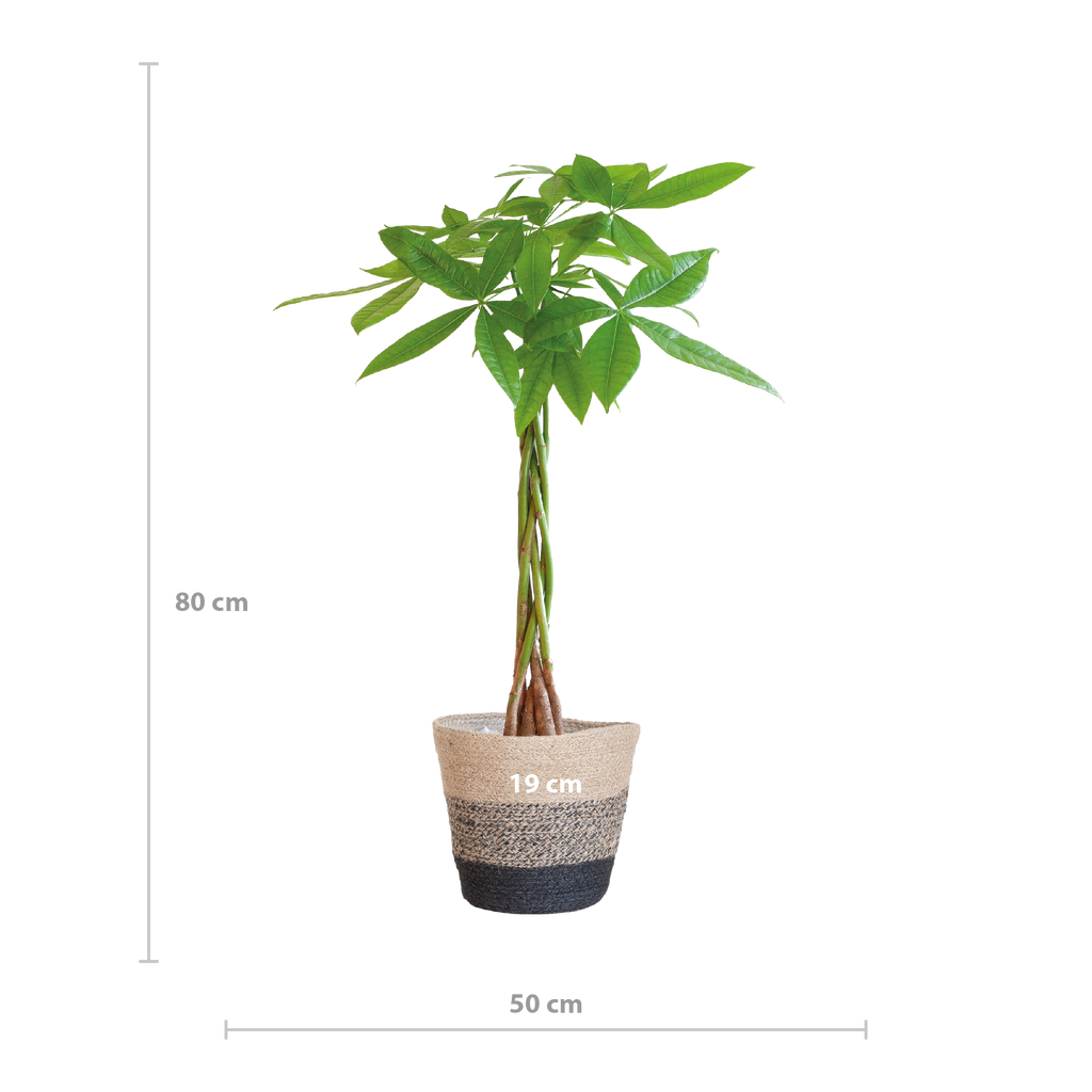 Pachira Aquatica met Mand Lissabon zwart - 80cm - Ø21