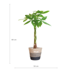 Pachira Aquatica met Mand Lissabon zwart - 80cm - Ø21