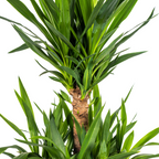Yucca Elephantipes Ø30cm - ↕90 - 110cm