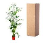 Kentia Palm - 200 cm - ø24-30cm