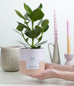 Clusia Rosea Gift "Purify" WITH GREETING CARD! - Ø12cm - ↕30cm
