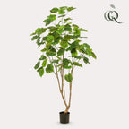 Kunstplant - Ficus umbellate - Afrikaanse vijg - 180cm