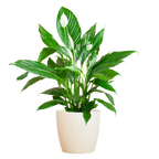 Spathiphyllum met Viber wit - 80cm - Ø21