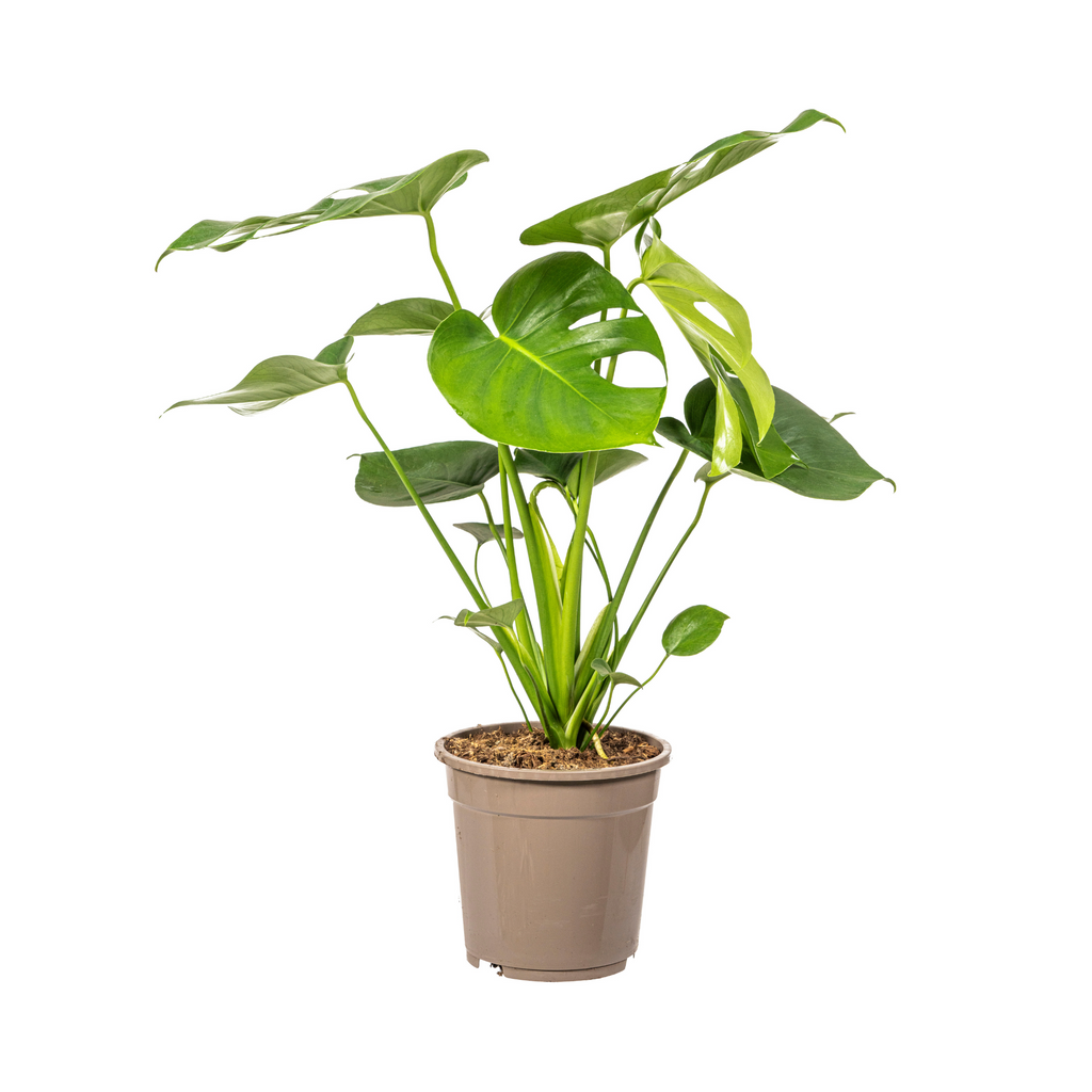 Monstera Deliciosa Tauerii Ø19cm - ↕70 - 90cm