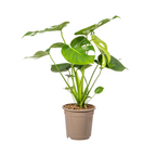 Monstera Deliciosa Tauerii Ø19cm - ↕70 - 90cm