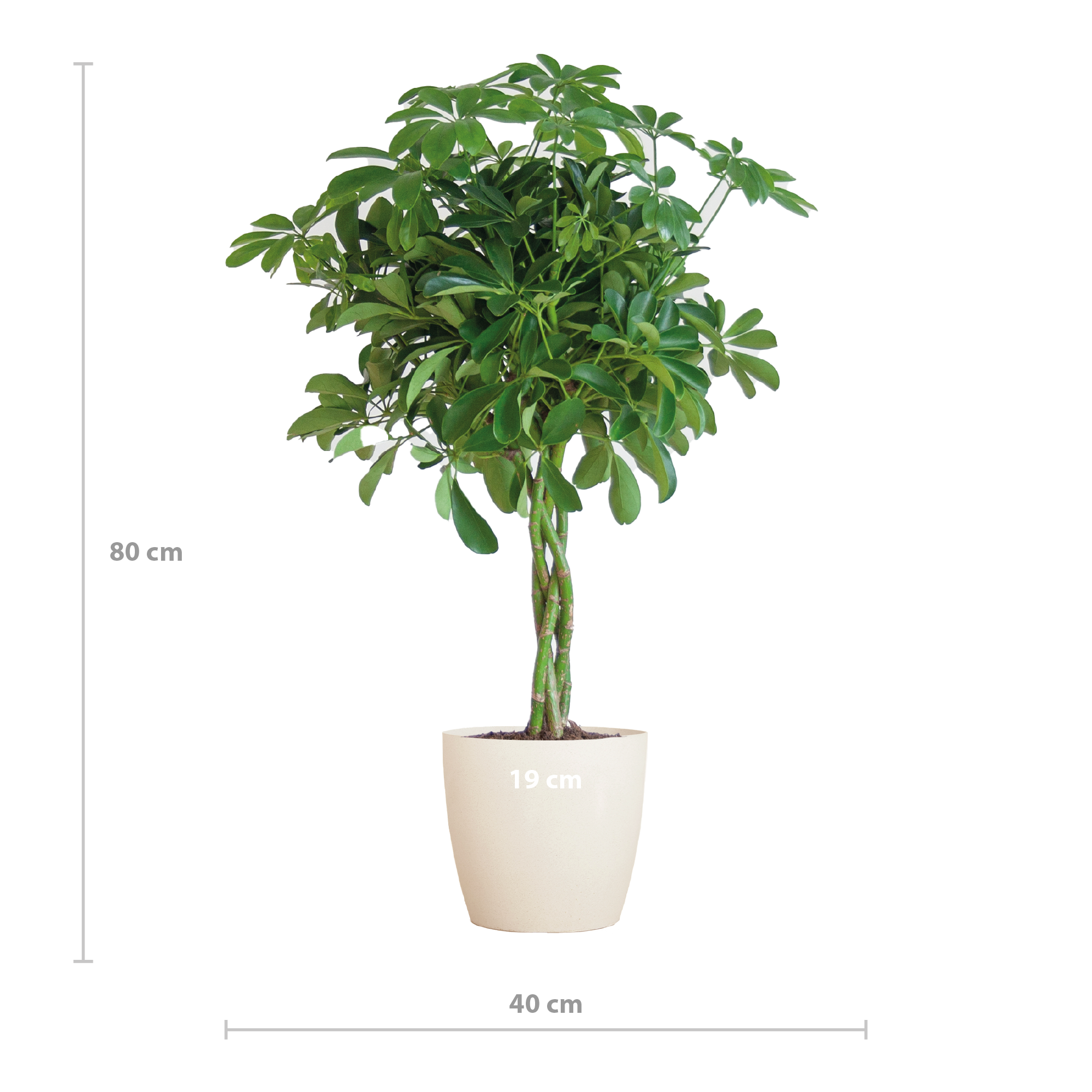 Schefflera Arab Nora met Viber wit  - 70cm - Ø21