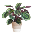 Calathea Medaillon met Lissabon mand wit - 65cm - Ø19