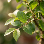 Bonsai Bol vorm Boom - Hoogte: 25-30 cm (mix keramiek)