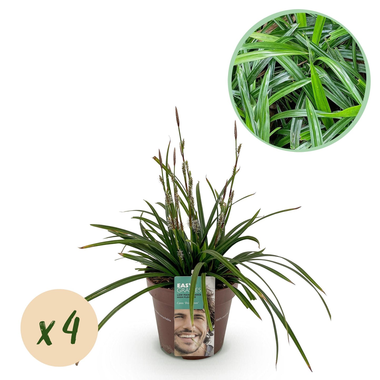 Green boutiQ – Ziergräser – Carex morrowii Irish Green – Grün &amp; Gelb – 4 Pflanzen – Immergrün – Pflegeleicht – Topf 17 cm, Höhe 50 cm