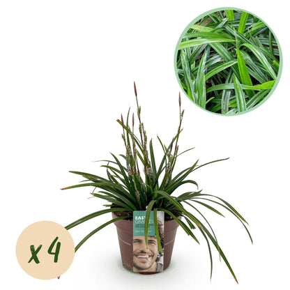 Green boutiQ – Ziergräser – Carex morrowii Irish Green – Grün &amp; Gelb – 4 Pflanzen – Immergrün – Pflegeleicht – Topf 17 cm, Höhe 50 cm