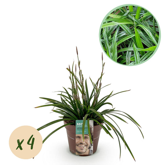 Green boutiQ – Ziergräser – Carex morrowii Irish Green – Grün &amp; Gelb – 4 Pflanzen – Immergrün – Pflegeleicht – Topf 17 cm, Höhe 50 cm