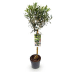 Green boutiQ - Plant op Stam - Olea Europaea - Terras Plant - Bladhoudend - Winterhard - Olijfgroen Blad - Pot 19cm Hoogte 90cm