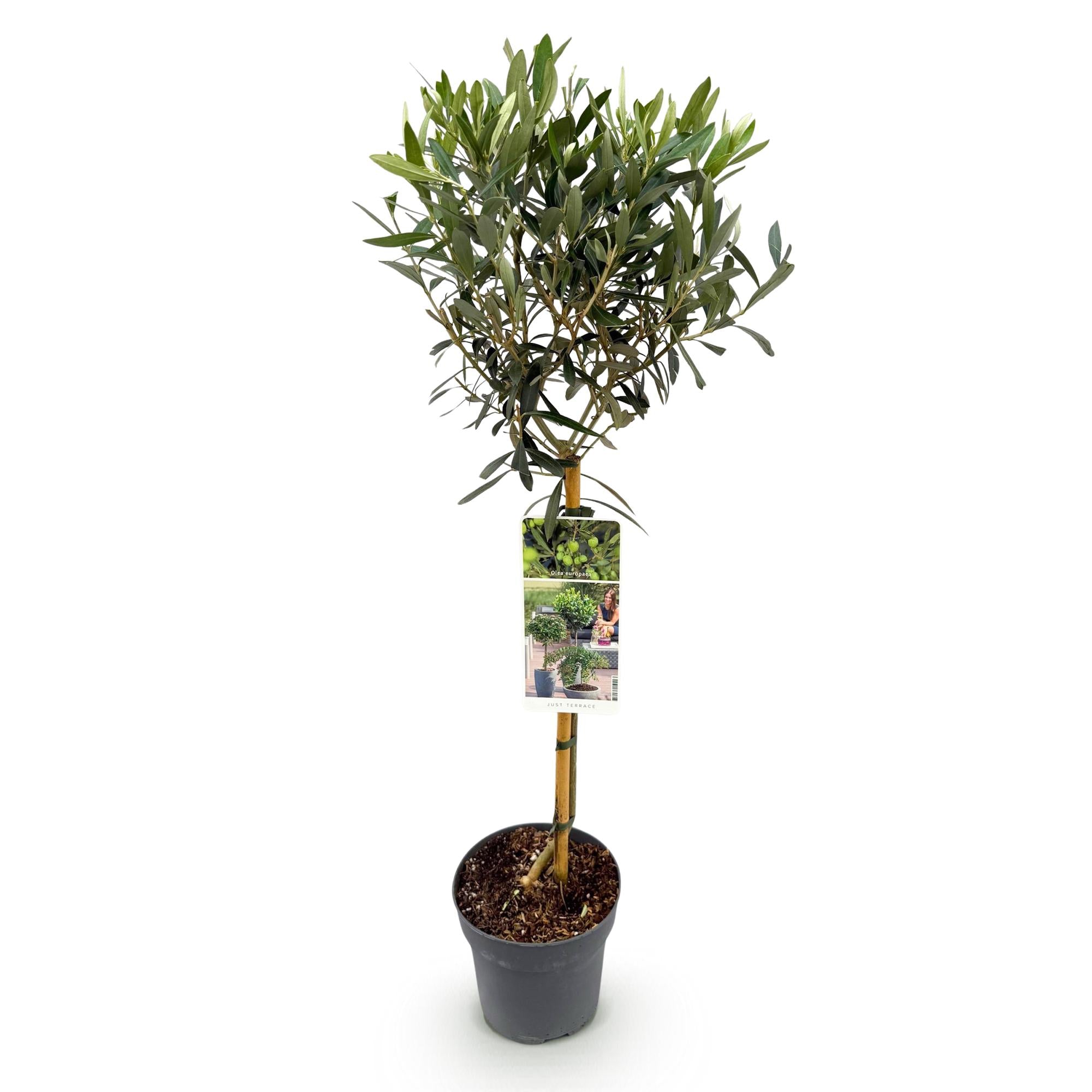 Green boutiQ - Plant op Stam - Olea Europaea - Terras Plant - Bladhoudend - Winterhard - Olijfgroen Blad - Pot 19cm Hoogte 90cm