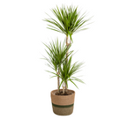 Dracaena Marginata Green met mand Ø21cm - ↕110 - 130cm