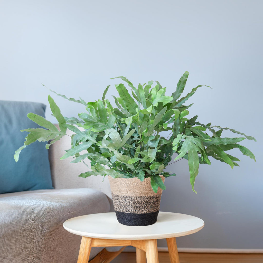 Phlebodium Aureum 'Blue Star' mit Korb Lissabon schwarz - 40cm - Ø17