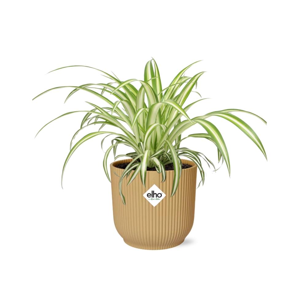 Chlorophytum Comosum Variegatum in ELHO Vibes Fold 14cm gelb