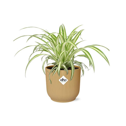 Chlorophytum Comosum Variegatum in ELHO Vibes Fold 14cm gelb