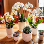 Orchidées Kolibri | Orchidée phalaenopsis blanche, pot de 9 cm de diamètre | Lausanne | Plante d'intérieur fleurie - fraîchement cueillie