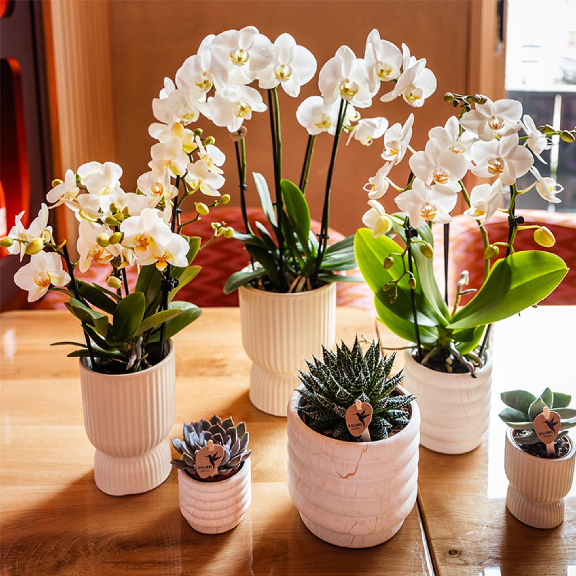 Orchidées Kolibri | Orchidée phalaenopsis blanche, pot de 9 cm de diamètre | Lausanne | Plante d'intérieur fleurie - fraîchement cueillie