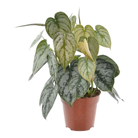 Philodendron Brandtianum - 30 cm - ø12