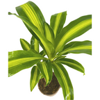 Dracaena Fragrans Massangeana Ø17cm - ↕60 - 80cm