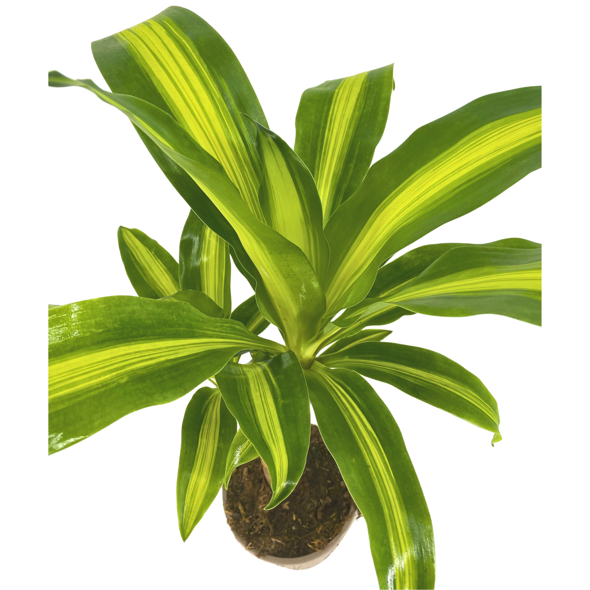 Dracaena Fragrans Massangeana Ø17cm - ↕60 - 80cm