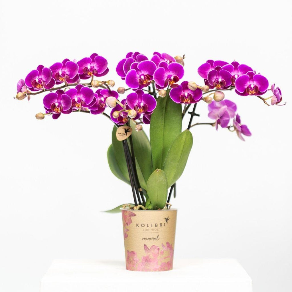Orchidées Kolibri | Orchidée phalaenopsis violette, pot de 9 cm de diamètre | Morelia | Plante d'intérieur fleurie - fraîchement cueillie
