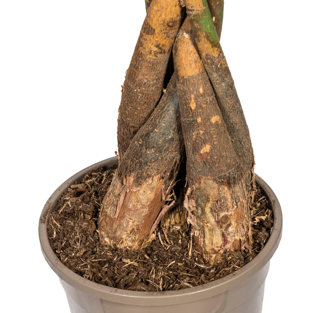 Pachira Aquatica met mand Ø24cm - ↕120 - 140cm