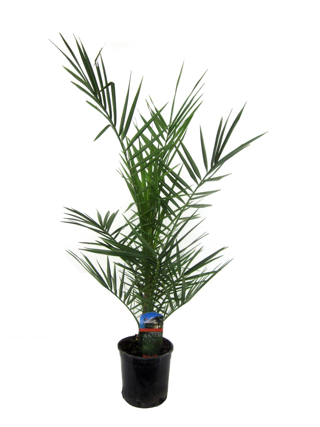 Phoenix Canariensis - 80 cm - Ø14cm